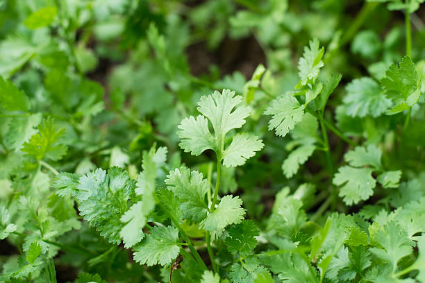 Coriander