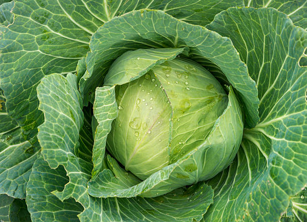 Cabbage