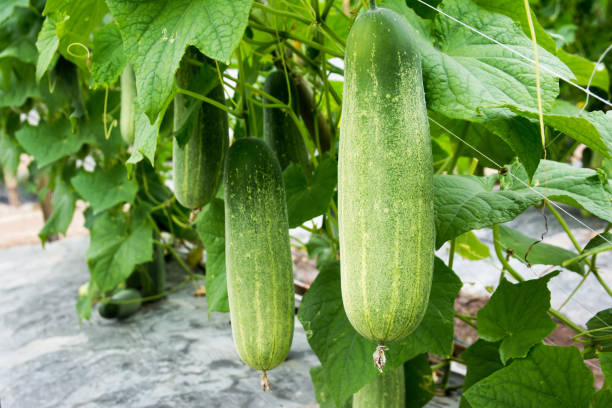 Cucumber