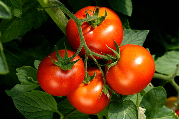 Tomato